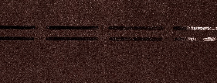 -  Docke Pie Eurasia 